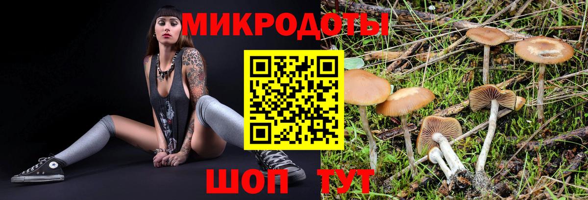 Галлюциногенные грибы Psilocybine cubensis  Псилоцибиновые грибы MAGIC MUSHROOMS  Старая Русса  Вход с VPN 